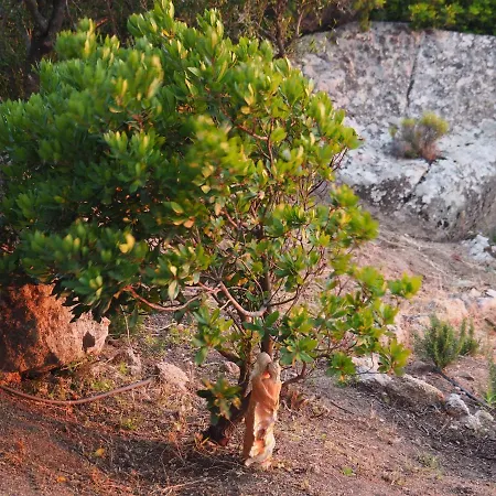 Stazzu Giasti Apartament *